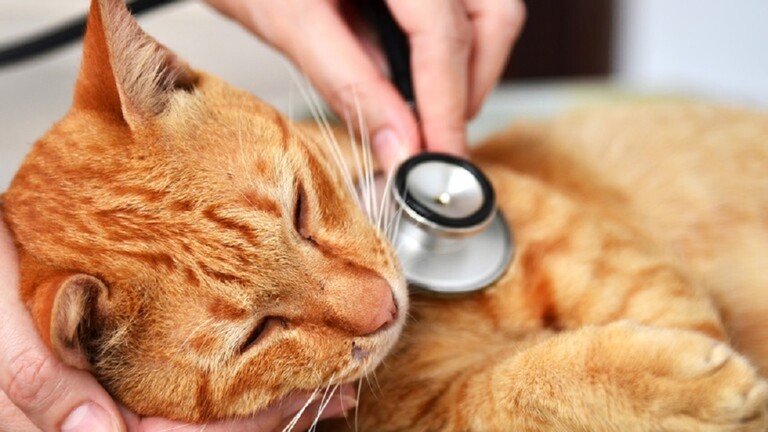 علماء الفيروسات يفترضون مصدرا لتفشي إنفلونزا الطيور بين القطط!