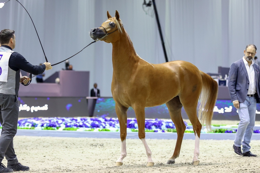 بطولة دبي الدولية للجواد العربي تشهد مشاركة 205 من أجمل الخيول العربية في نسختها لعام 2024