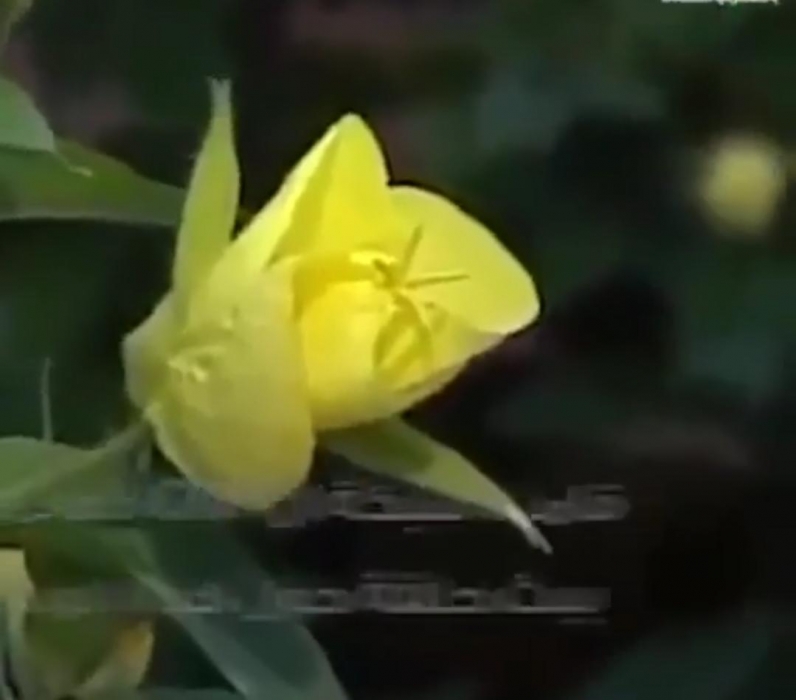 شاهد  بالفيديو زهور لا تتفتح الا لدى سماع صوت الآذان في أذربيجان