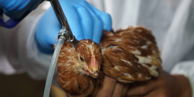تسجيل أول إصابة بشرية بإنفلونزا الطيور في تشيلي