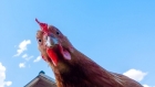 جمعية حماية المستهلك تطالب بشمول الدجاج الطازج بقرار السقوف السعرية
